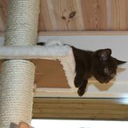 British Shorthair Dior 