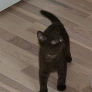 British Shorthair Dior 