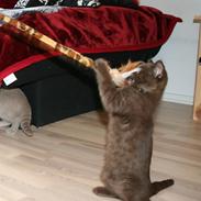 British Shorthair Dior 