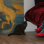 British Shorthair Dior 