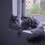 Maine Coon Edelweis