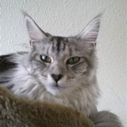 Maine Coon Edelweis