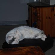 Blanding af racer Miss Snowboll. 