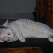 Blanding af racer Miss Snowboll. 