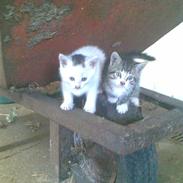 Blanding af racer Miss Snowboll. 