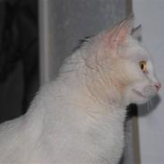 Blanding af racer Miss Snowboll. 