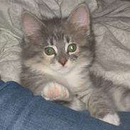 Norsk Skovkat Shjilli