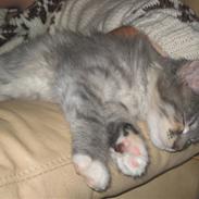 Norsk Skovkat Shjilli