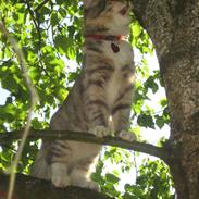 Norsk Skovkat Shjilli