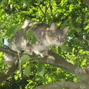 Norsk Skovkat Shjilli