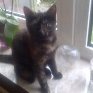 Blanding af racer sorte