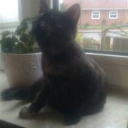 Blanding af racer sorte