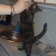 Blanding af racer sorte