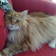 Maine Coon Cæsar