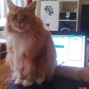 Maine Coon Cæsar