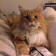 Maine Coon Cæsar