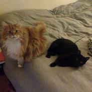 Maine Coon Cæsar