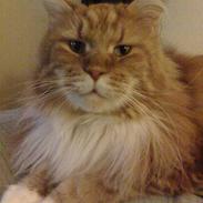 Maine Coon Cæsar