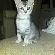 Blanding af racer Cleo R.I.P