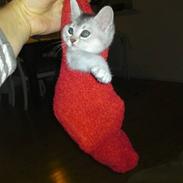 Blanding af racer Cleo R.I.P