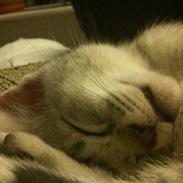 Blanding af racer Cleo R.I.P