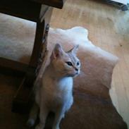 Blanding af racer Cleo R.I.P