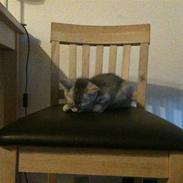 Blanding af racer Cleo R.I.P