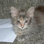 Maine Coon Misha