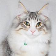 Norsk Skovkat Kejserheden´s Josefine