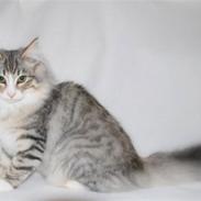 Norsk Skovkat Kejserheden´s Josefine