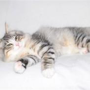 Norsk Skovkat Kejserheden´s Josefine