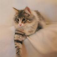 Norsk Skovkat Kejserheden´s Josefine