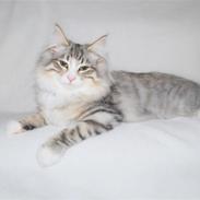 Norsk Skovkat Kejserheden´s Josefine