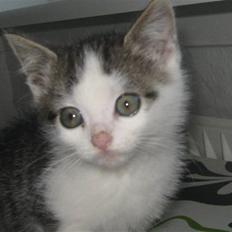 Huskat Pixie - solgt