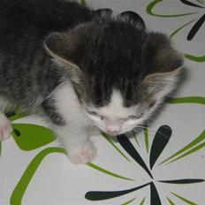 Huskat Pixie - solgt