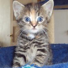 Huskat Mini (miv) R.I.P