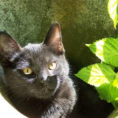 Blanding af racer Chili