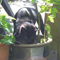 Blanding af racer Chili