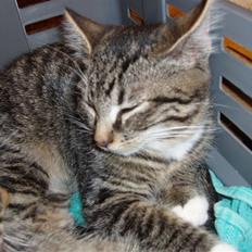 Blanding af racer Tor