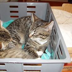 Blanding af racer Tor