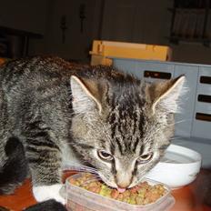 Blanding af racer Tor