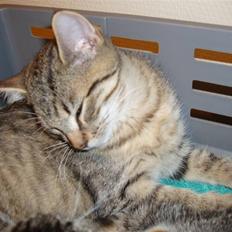 Blanding af racer Odin