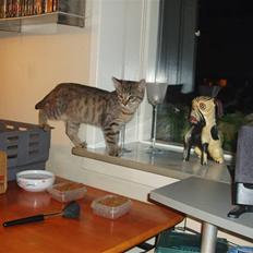 Blanding af racer Odin