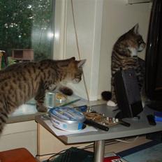 Blanding af racer Odin