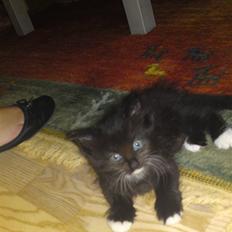 Blanding af racer My