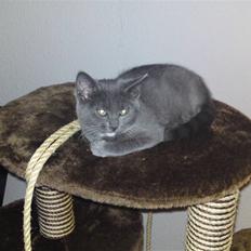 Blanding af racer Frk.