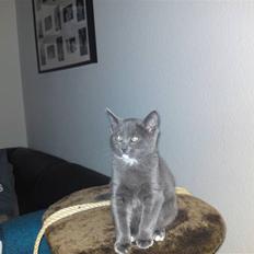 Blanding af racer Frk.