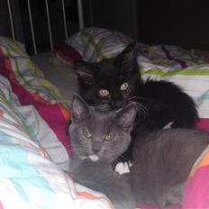 Blanding af racer Frk.