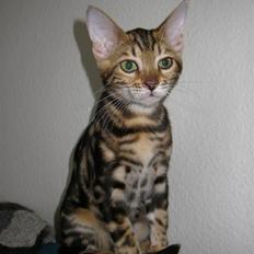 Bengal Inara