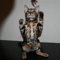 Bengal Inara